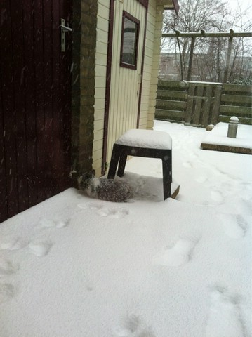 Biebel in de sneeuw.jpg