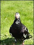 DSC00516.JPG